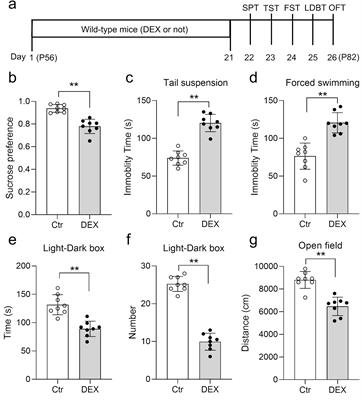 Characterization of GABAergic marker expression in prefrontal cortex in dexamethasone induced depression/anxiety model